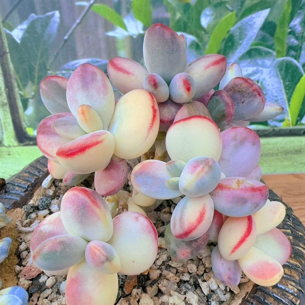 Cotyledon Orbiculata Variegated