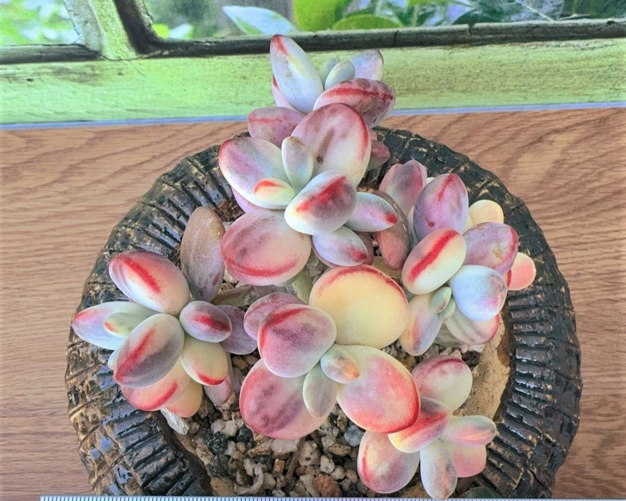 Cotyledon Orbiculata Variegated