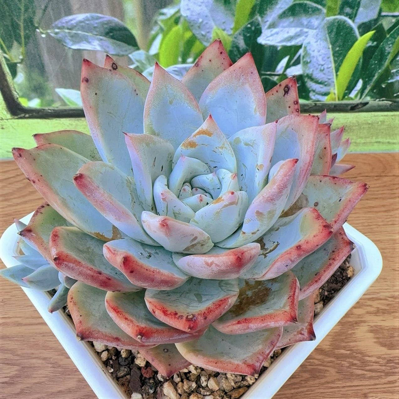 Echeveria Carola Hybrid