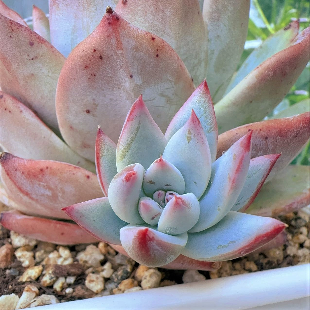 Echeveria Carola Hybrid