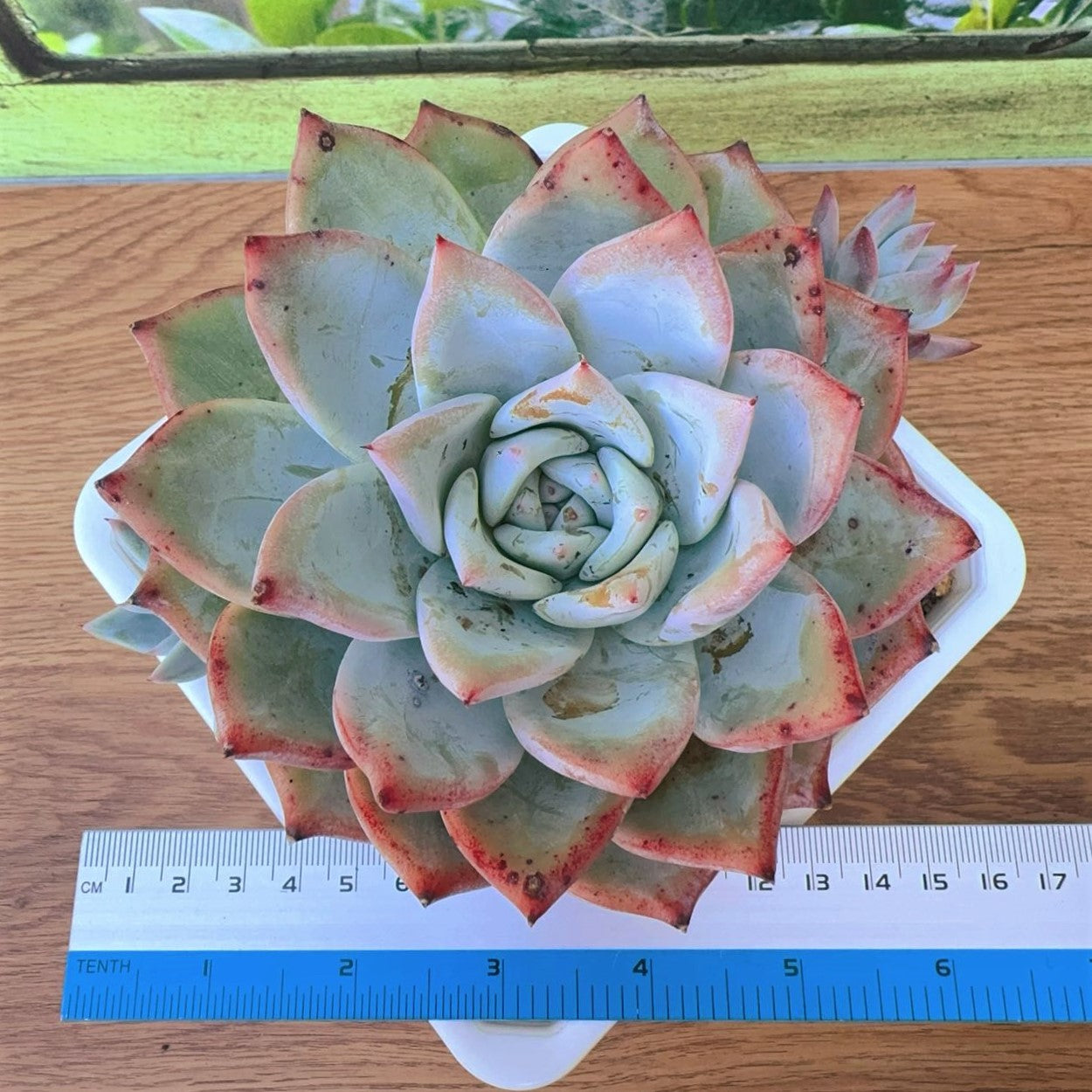 Echeveria Carola Hybrid