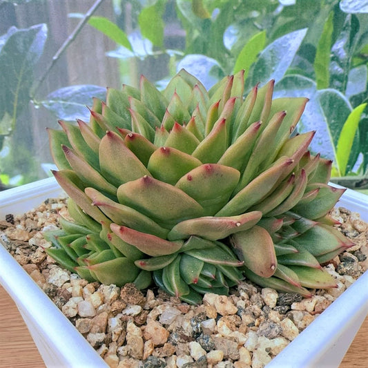 Echeveria Maria Rose