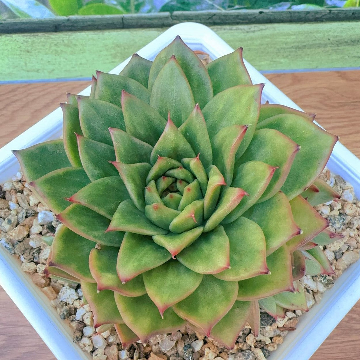 Echeveria Maria Rose