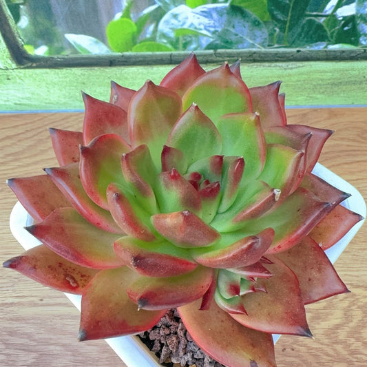 Echeveria Agavoides