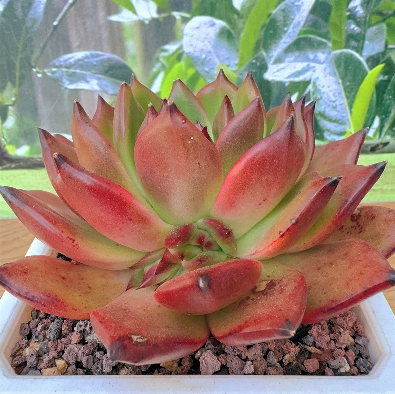 Echeveria Agavoides