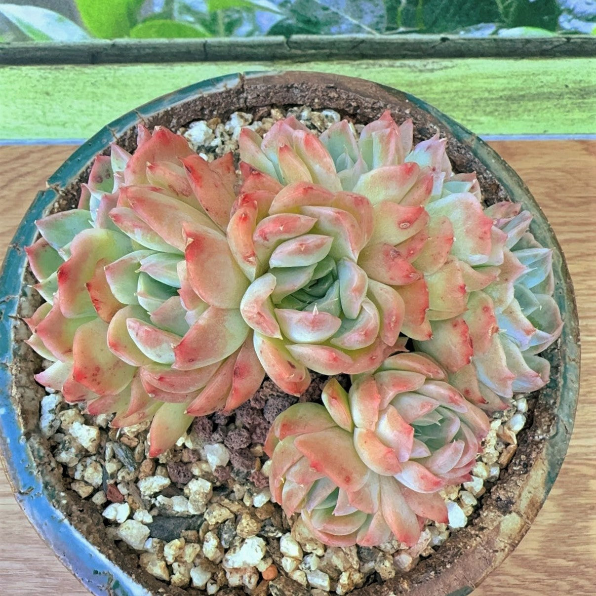 Echeveria Silhouette SP Cluster