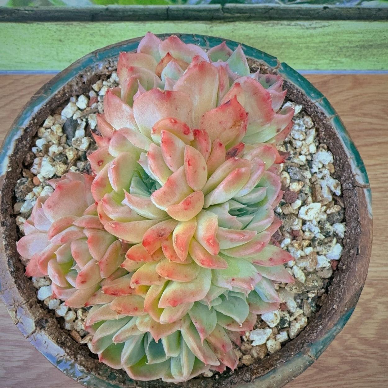 Echeveria Silhouette SP Cluster