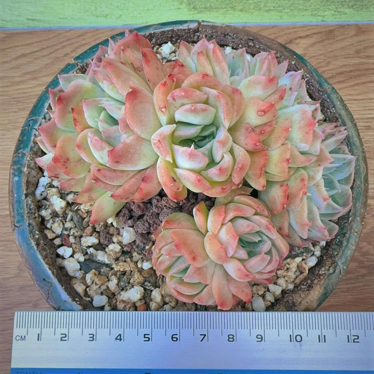 Echeveria Silhouette SP Cluster