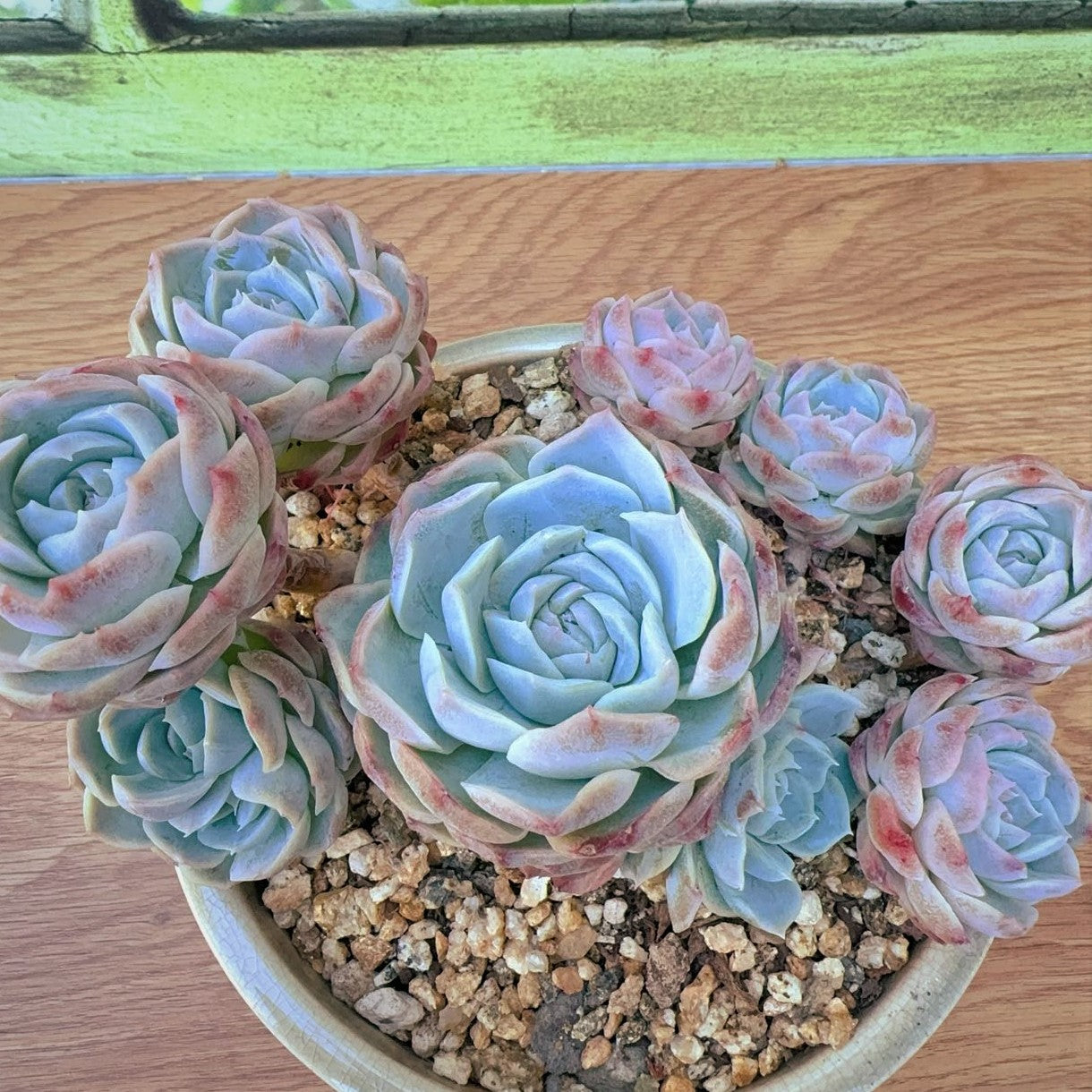 Echeveria Silhouette SP Cluster