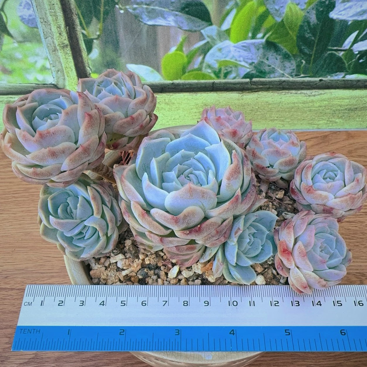 Echeveria Silhouette SP Cluster