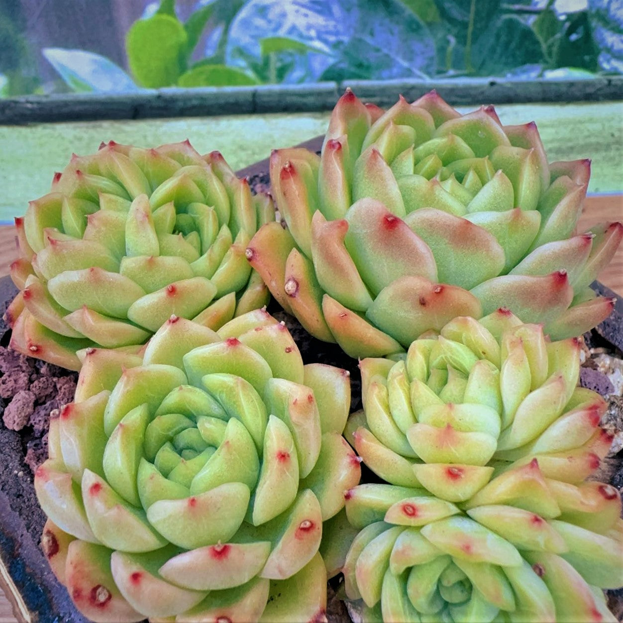 Echeveria waxy Green Rose Cluster