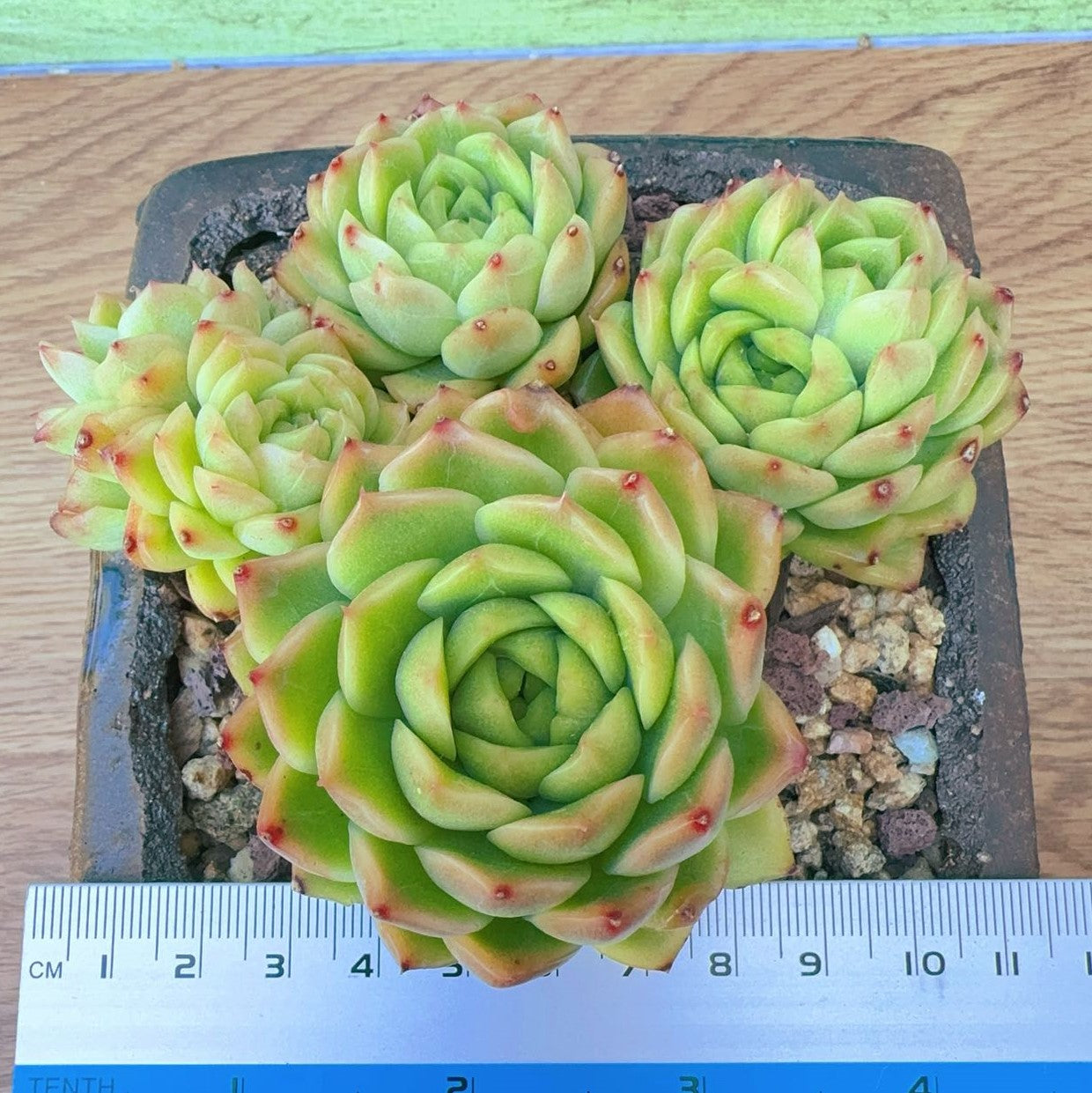 Echeveria waxy Green Rose Cluster