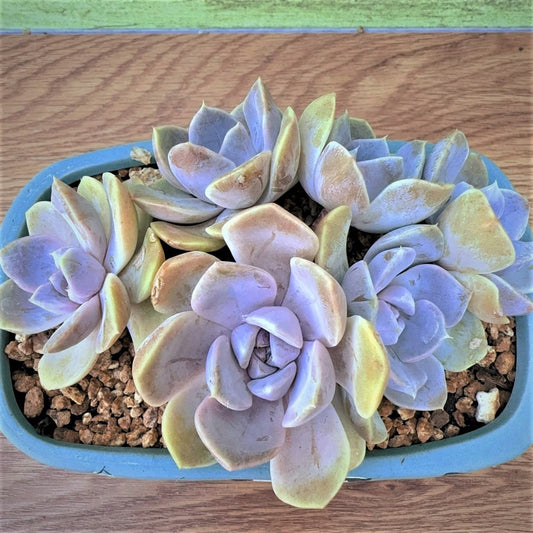 Echeveria  Violet Burger Cluster