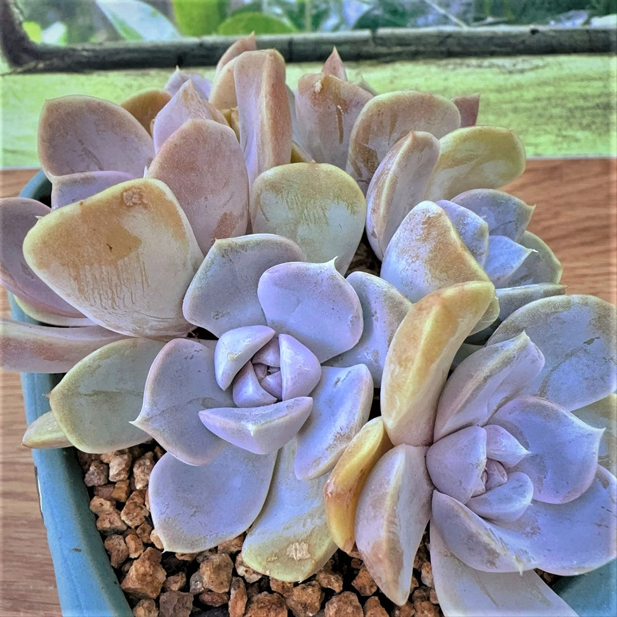 Echeveria  Violet Burger Cluster