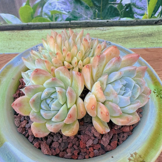 Echeveria Queen Sasa Agavoide