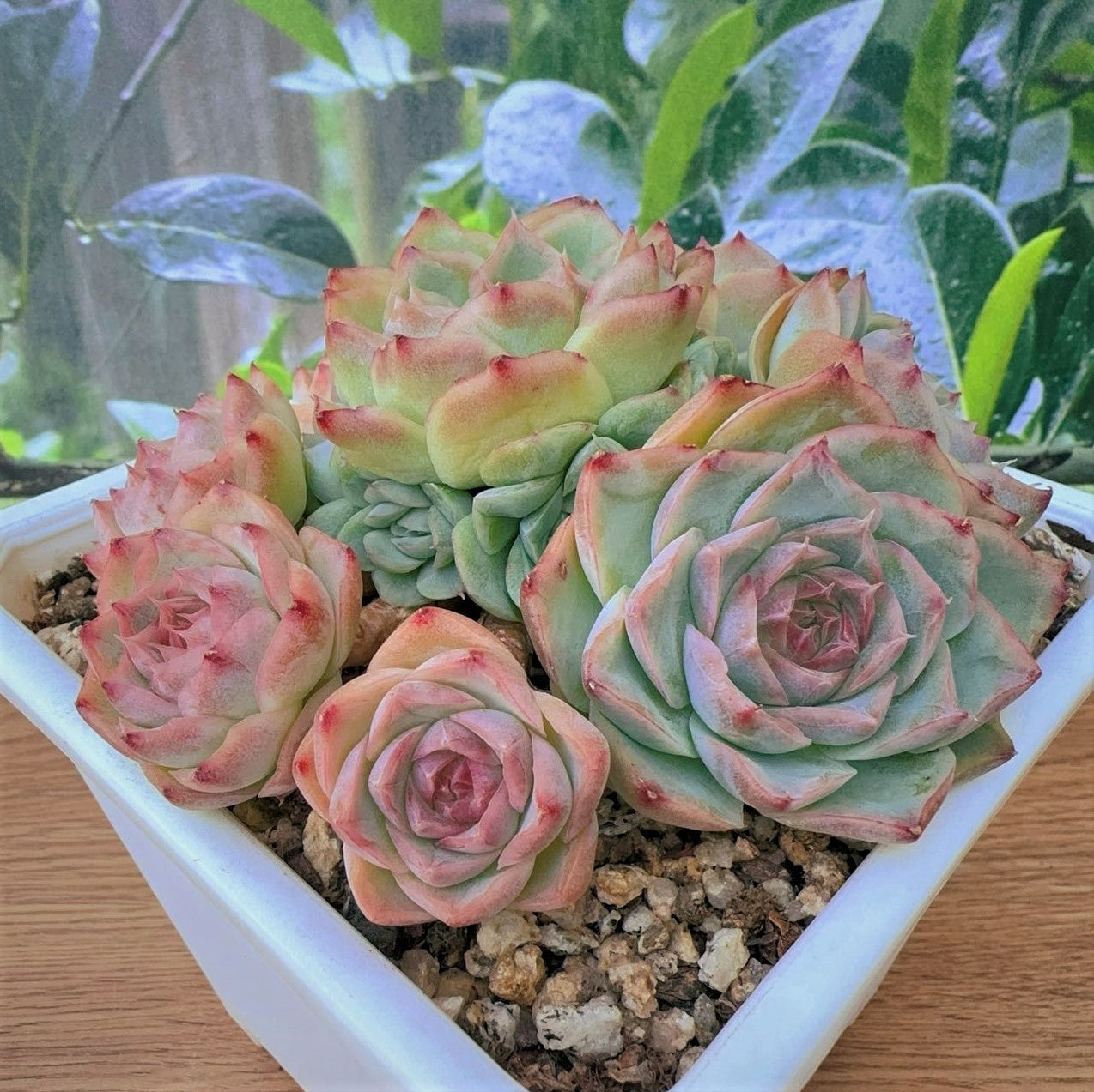 Echeveria Elegans Cluster