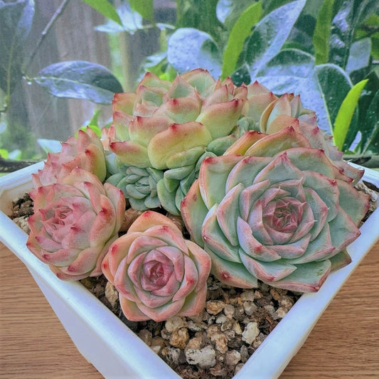 Echeveria Elegans Cluster