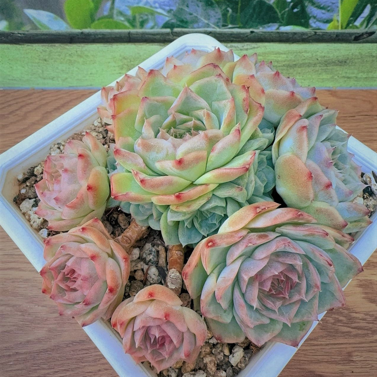 Echeveria Elegans Cluster