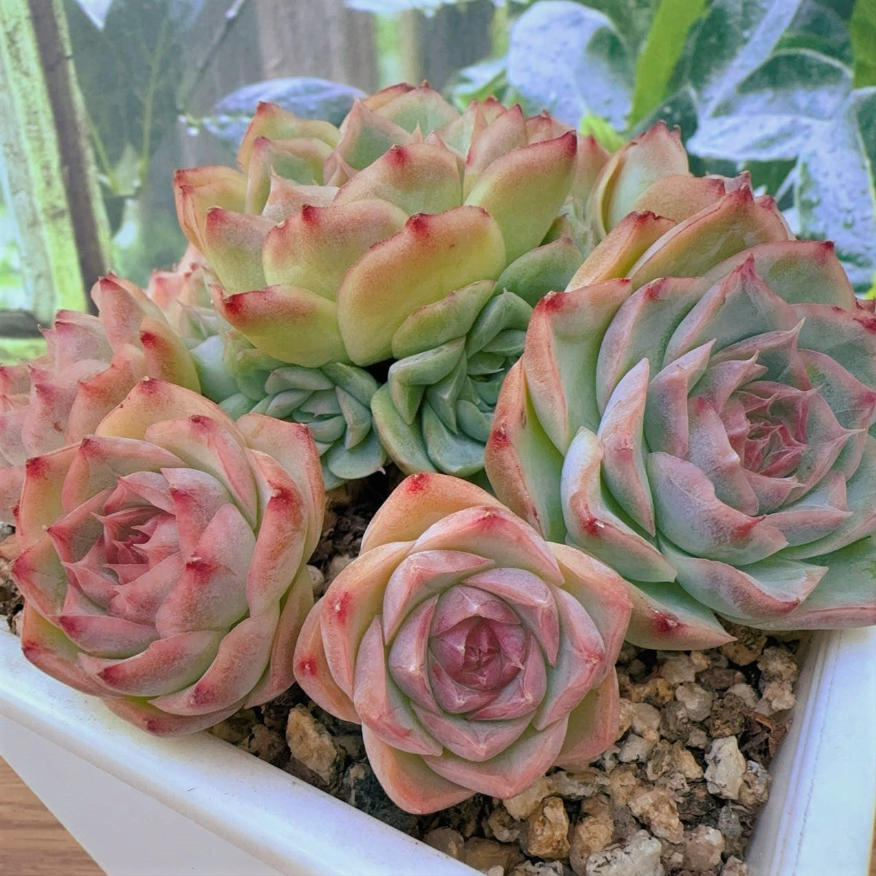 Echeveria Elegans Cluster