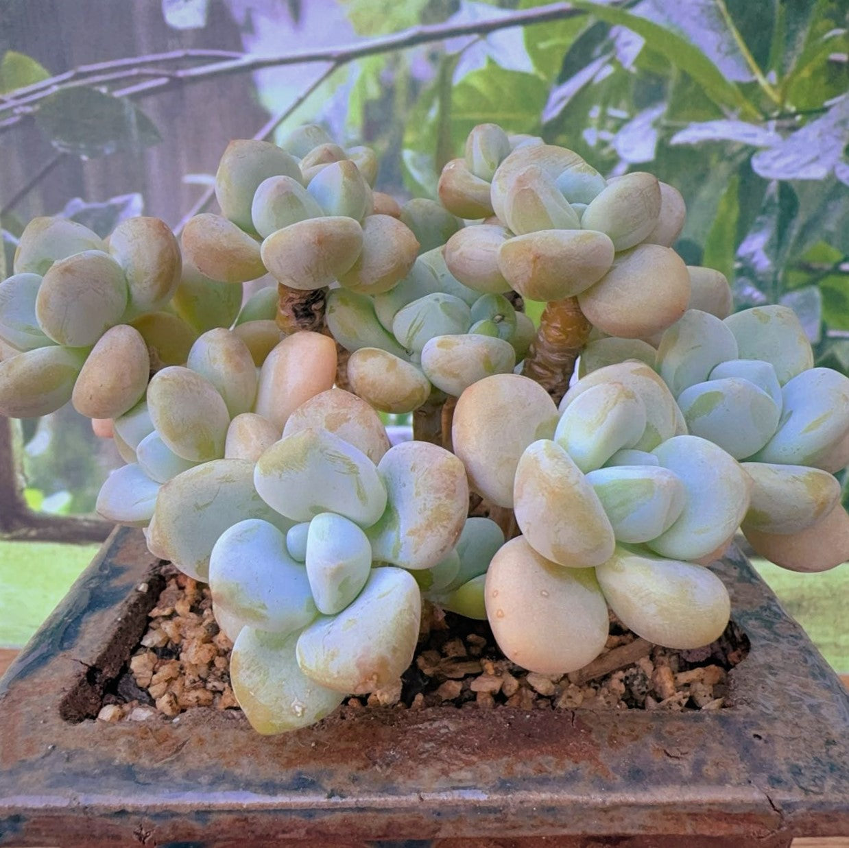 Pachyveria Elaine