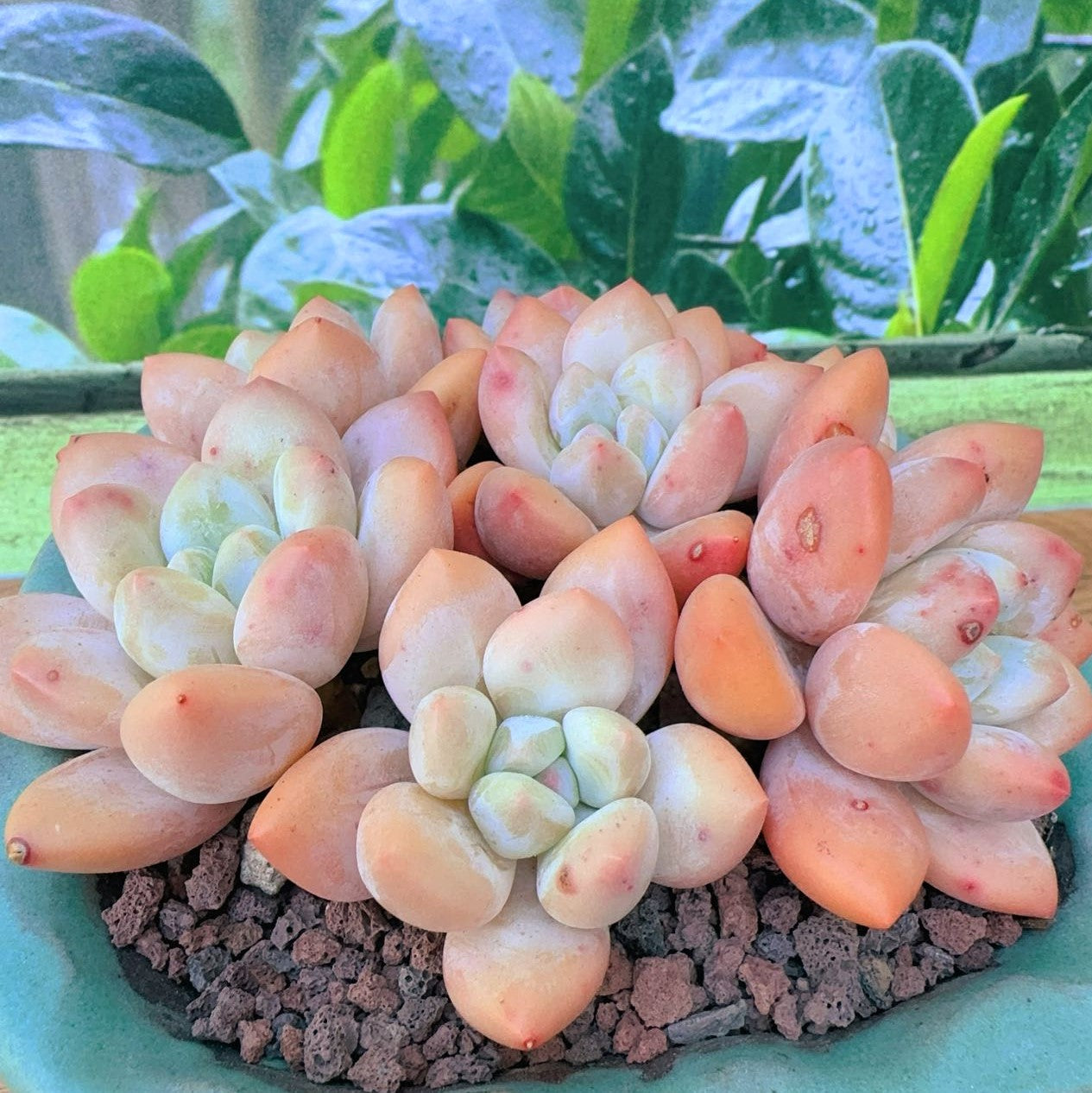 Pachyveria Red Elaine