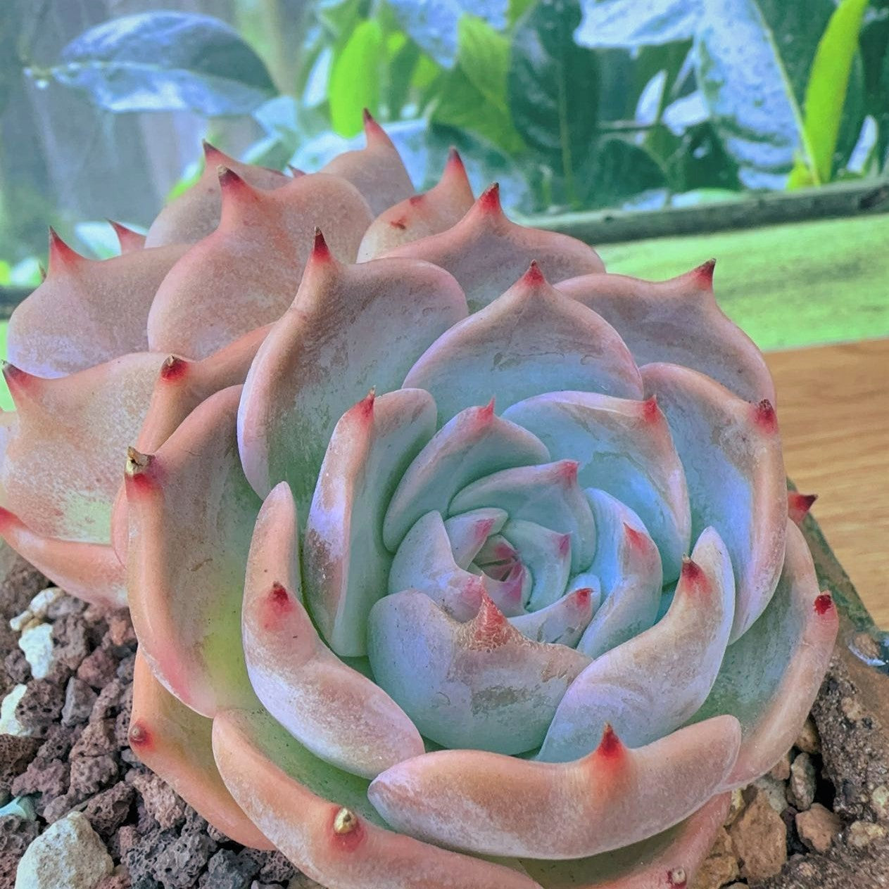 Echeveria Silhouette Cupid