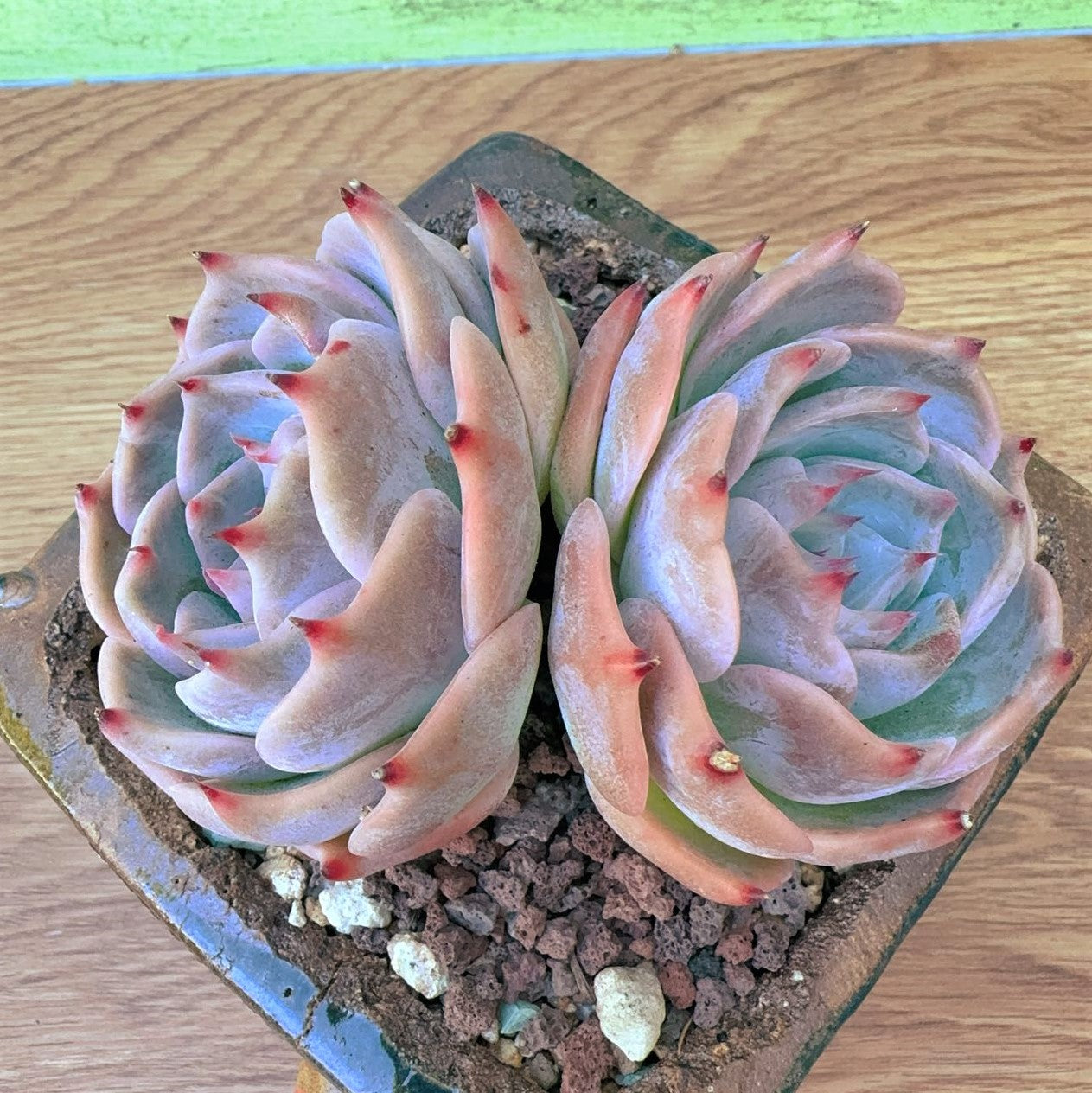 Echeveria Silhouette Cupid