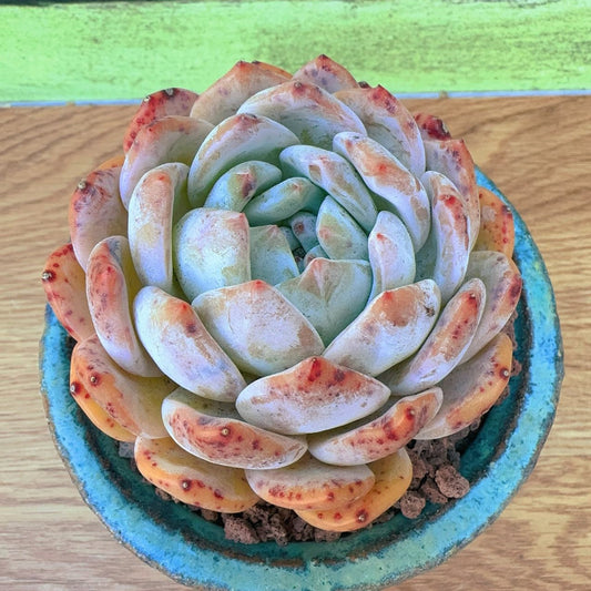 Echeveria Monroe Orange