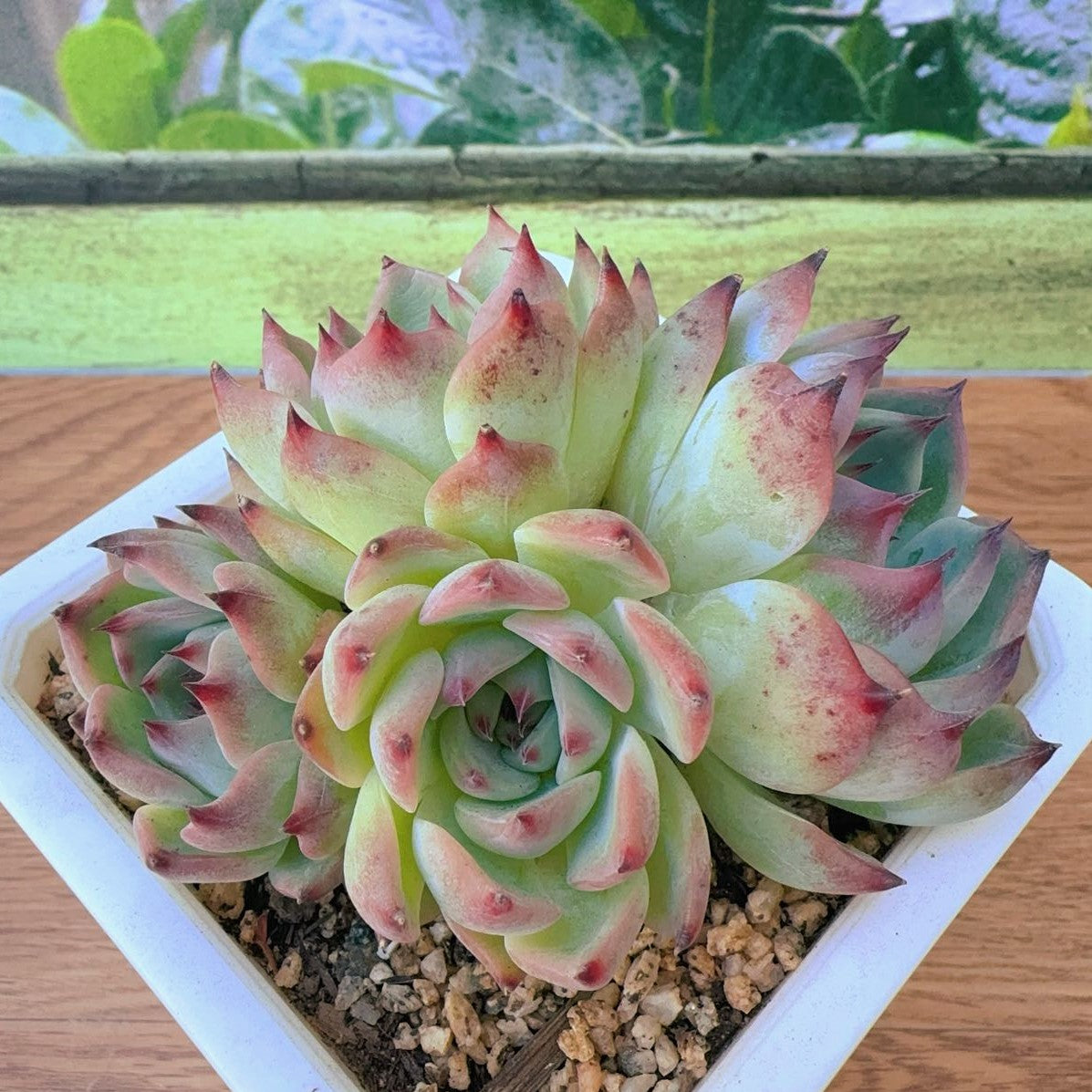 Echeveria Phantom Cluster