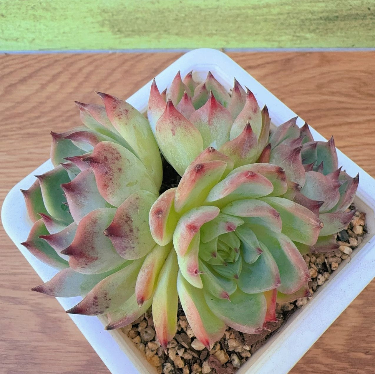 Echeveria Phantom Cluster