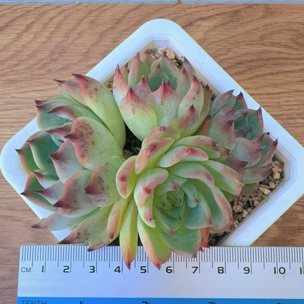 Echeveria Phantom Cluster