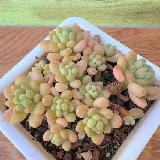 Pachyveria Rococo