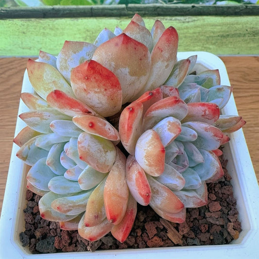 Echeveria Monroe Orange Cluster