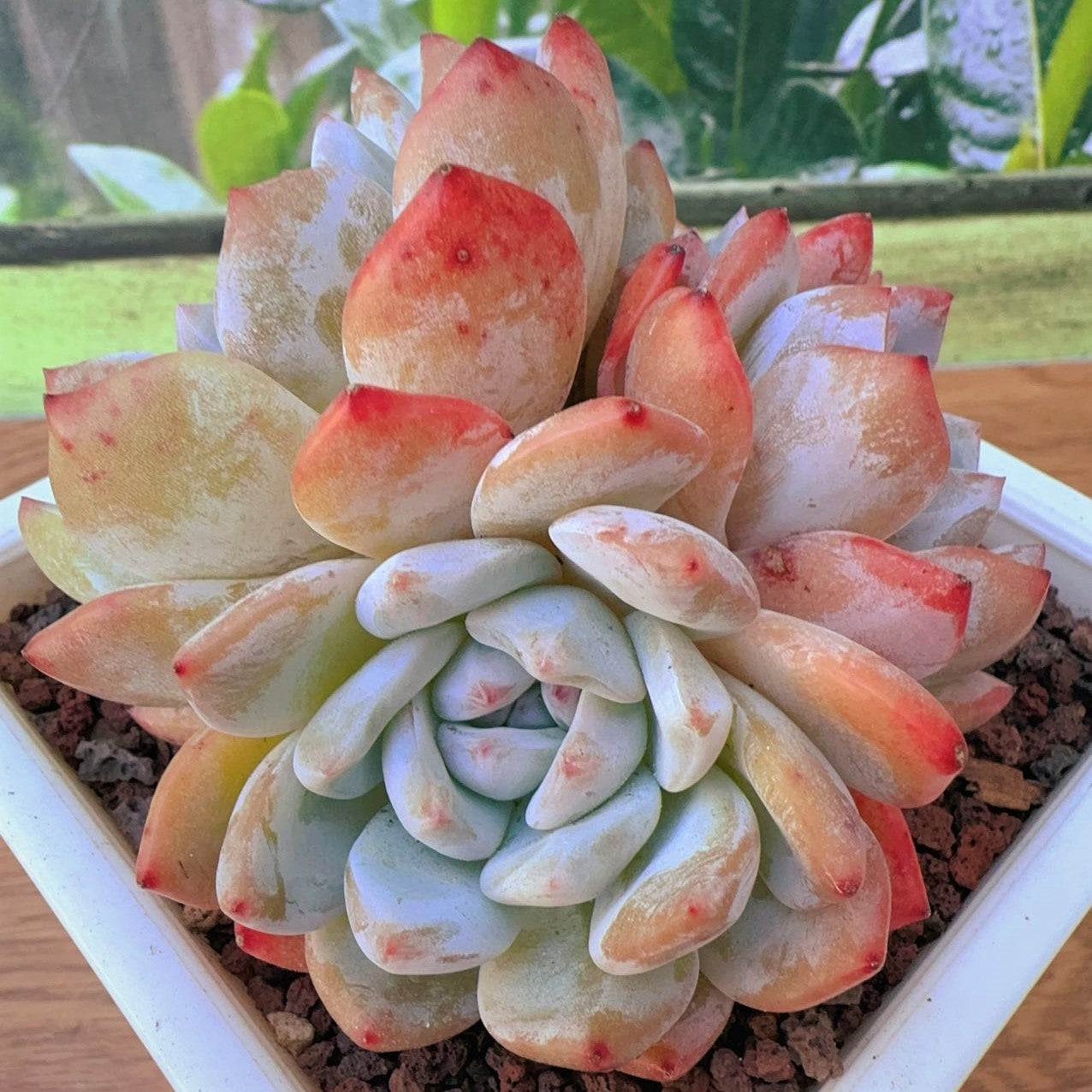 Echeveria Monroe Orange Cluster