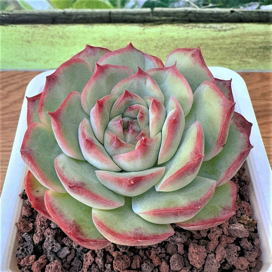 Echeveria lotus Hybrid