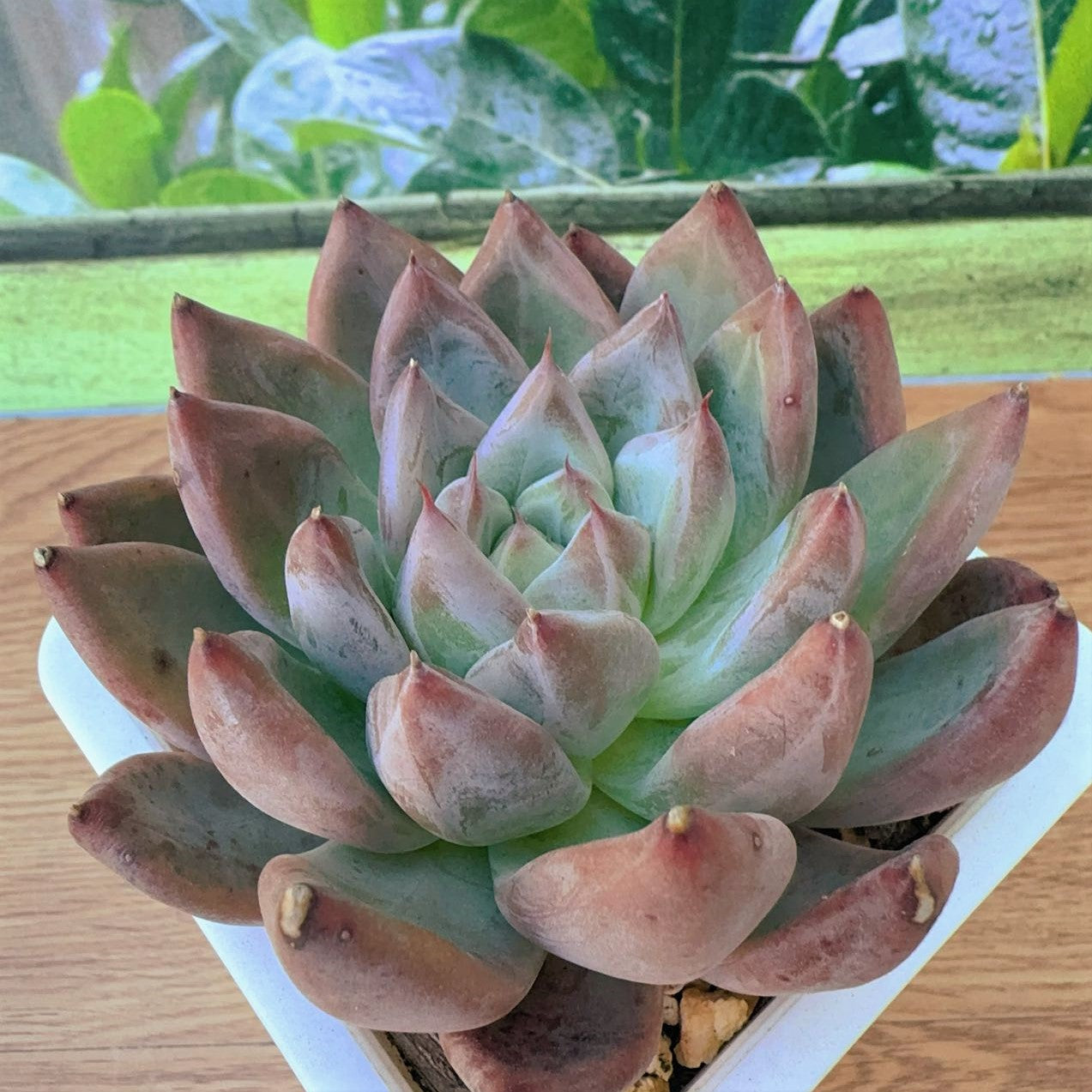 Echeveria sp