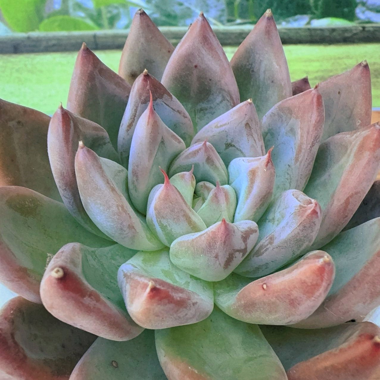 Echeveria sp