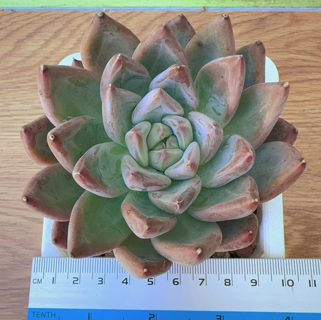 Echeveria sp