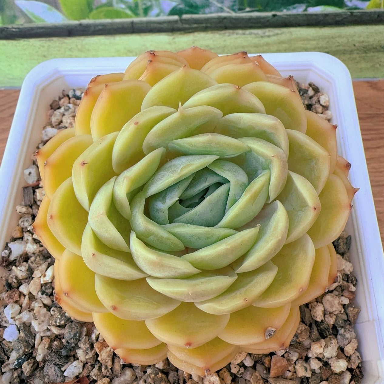 Echeveria Onslow