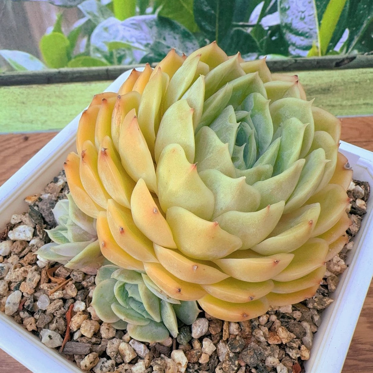 Echeveria Onslow