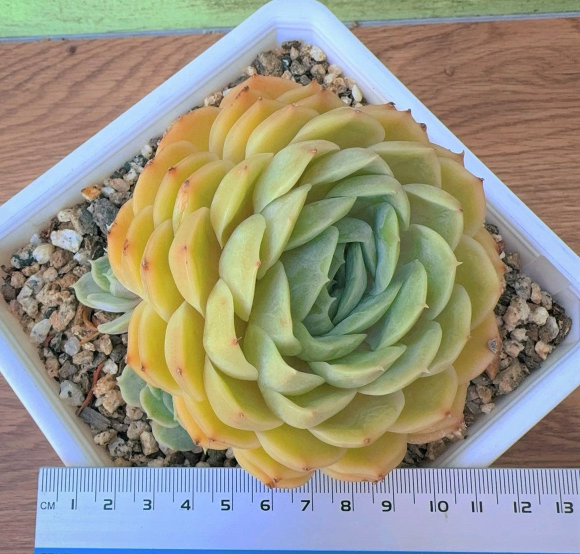 Echeveria Onslow