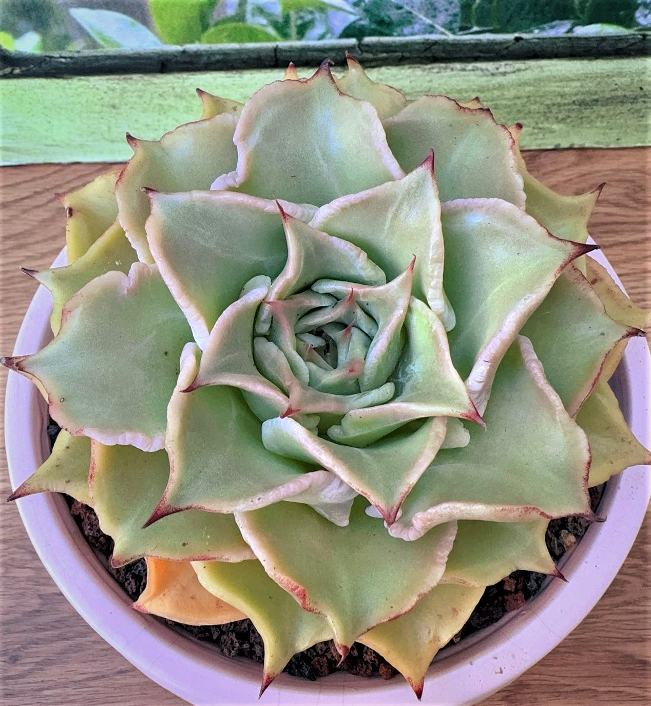 Echeveria Rugose Dumpling