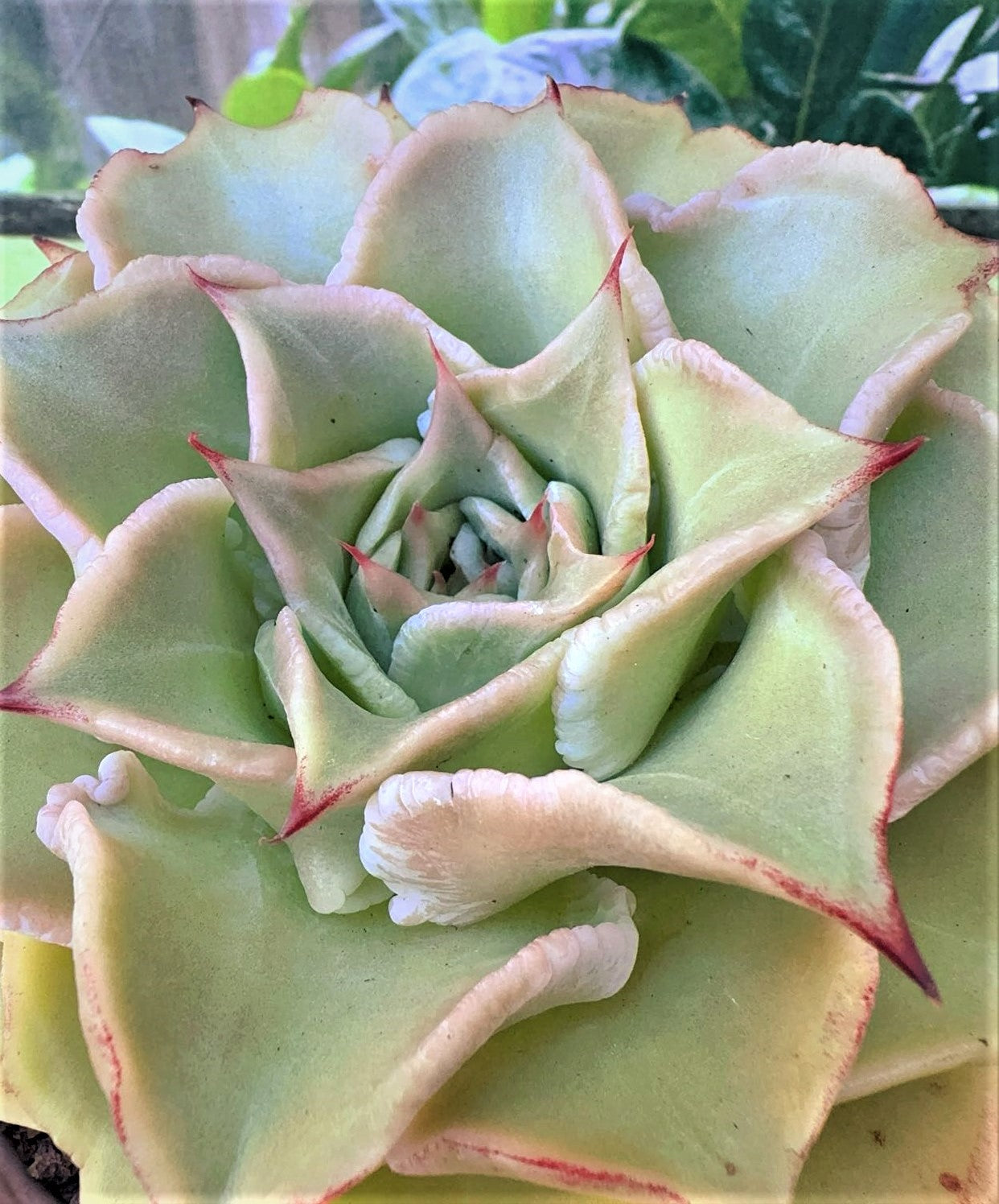 Echeveria Rugose Dumpling