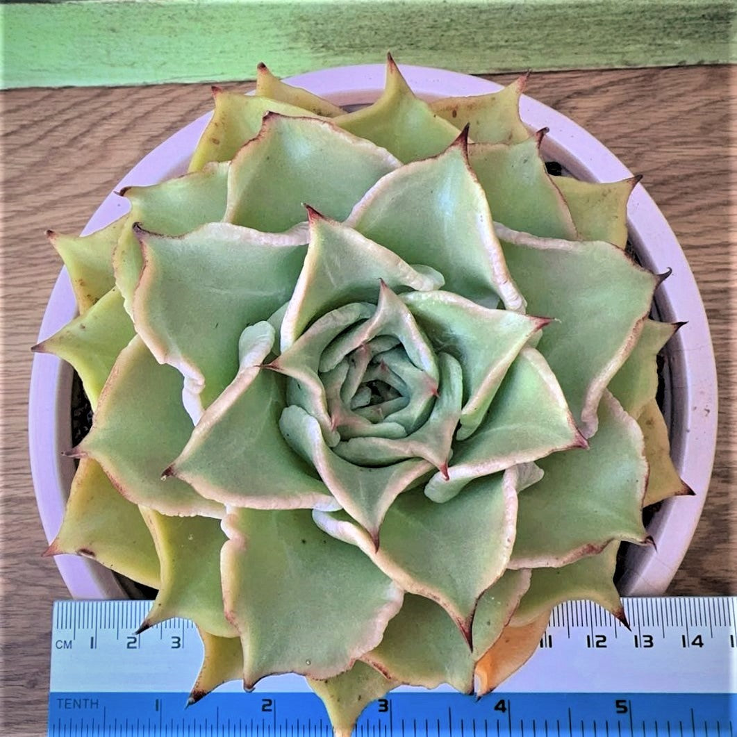 Echeveria Rugose Dumpling