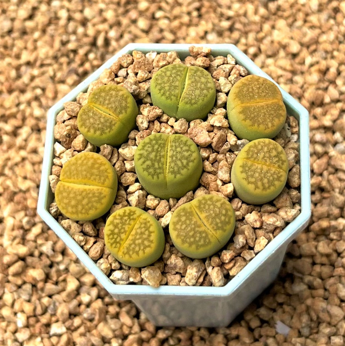 Lithops Spp