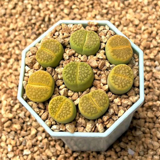 Lithops Spp