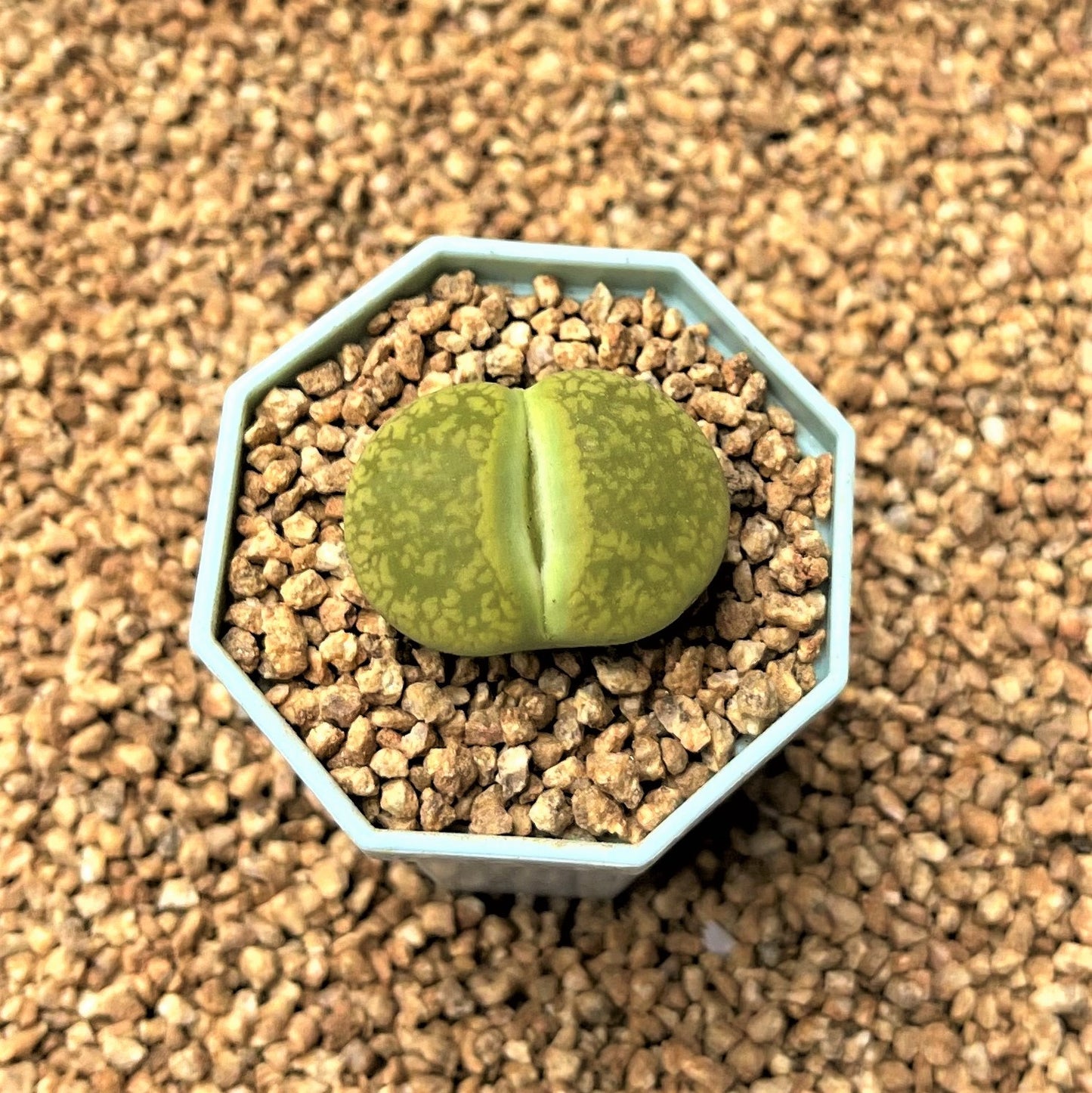 Lithop Spp