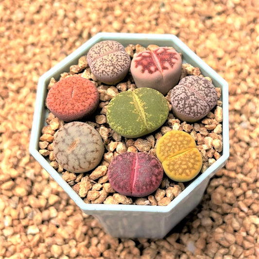 Lithops