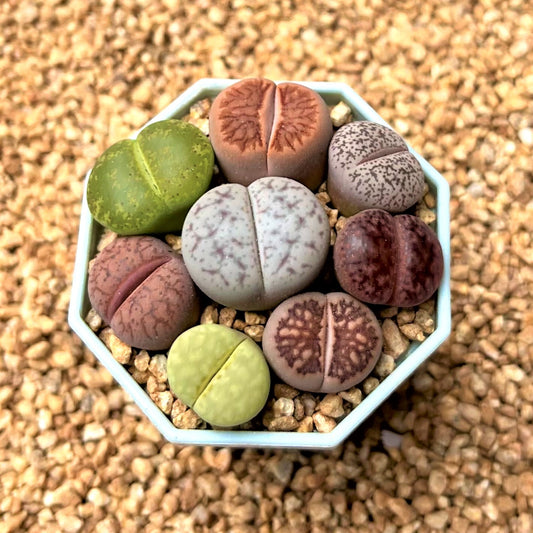 Lithops Spp