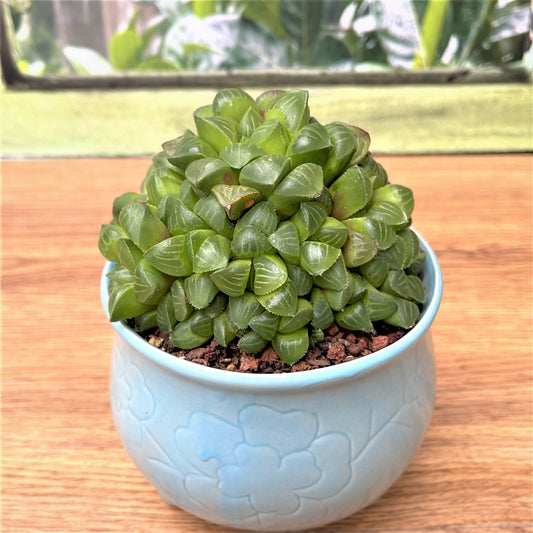 Haworthia  Spp Cluster